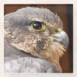 FALCON GLASS COASTER