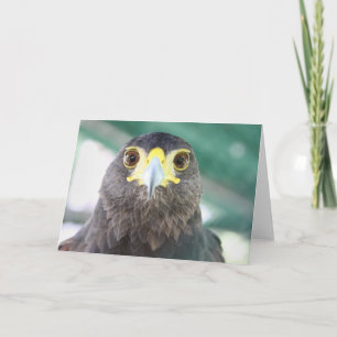 Falcon Greeting Card