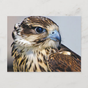 Falcon in Profile Postcard