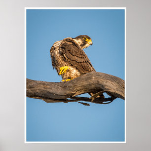Falcon Poster Wildlife Bird of Prey Wall Art