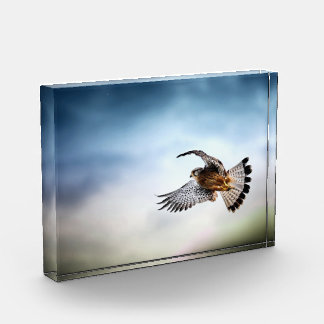 Falcon Soaring in the Sky Photo Block