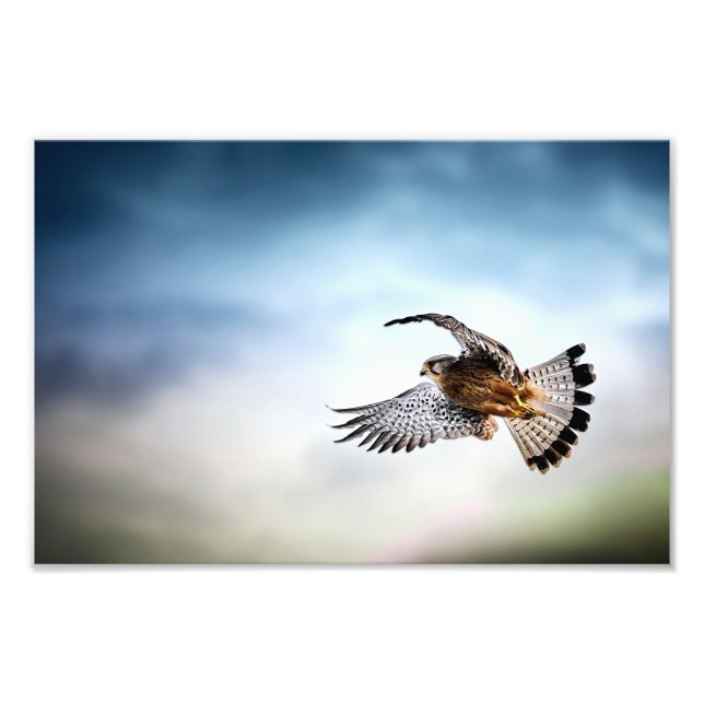 Falcon Soaring in the Sky Photo Print (Front)