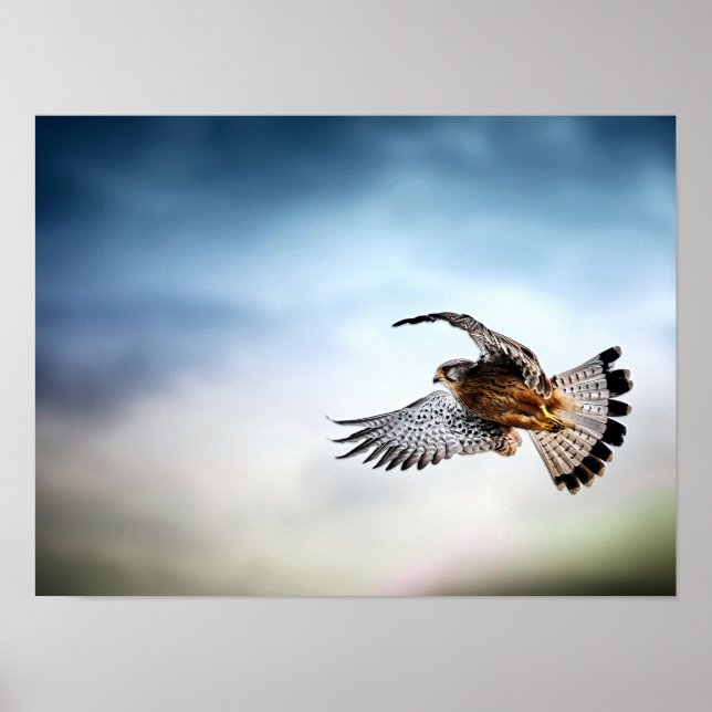 Falcon Soaring in the Sky Poster (Front)