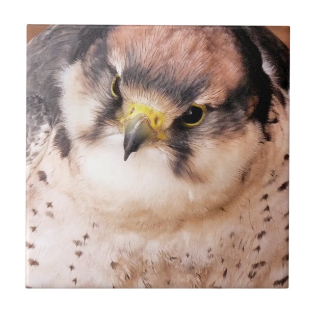 FALCON TILE (Front)