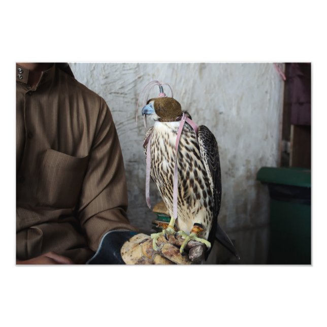 Falconry falcon photo print (Front)