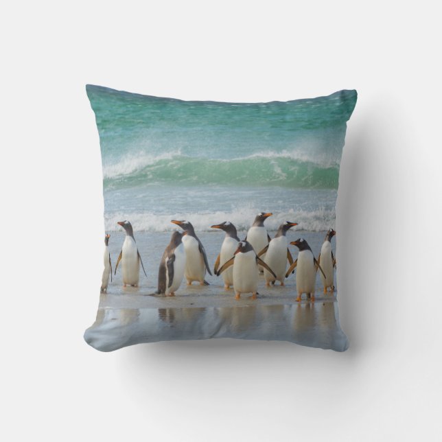 Falkland Islands. Saunders Island. Gentoo Cushion (Front)