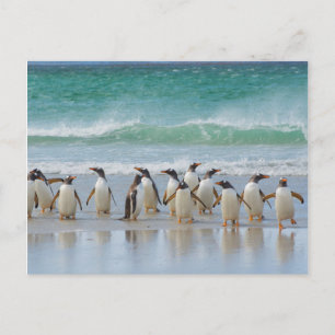 Falkland Islands. Saunders Island. Gentoo Postcard