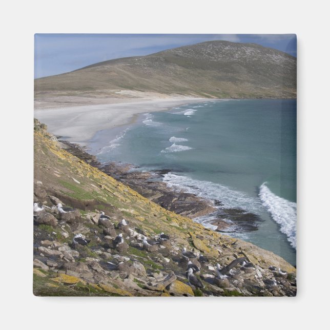 Falkland Islands, West Falkland, Saunders Magnet (Front)