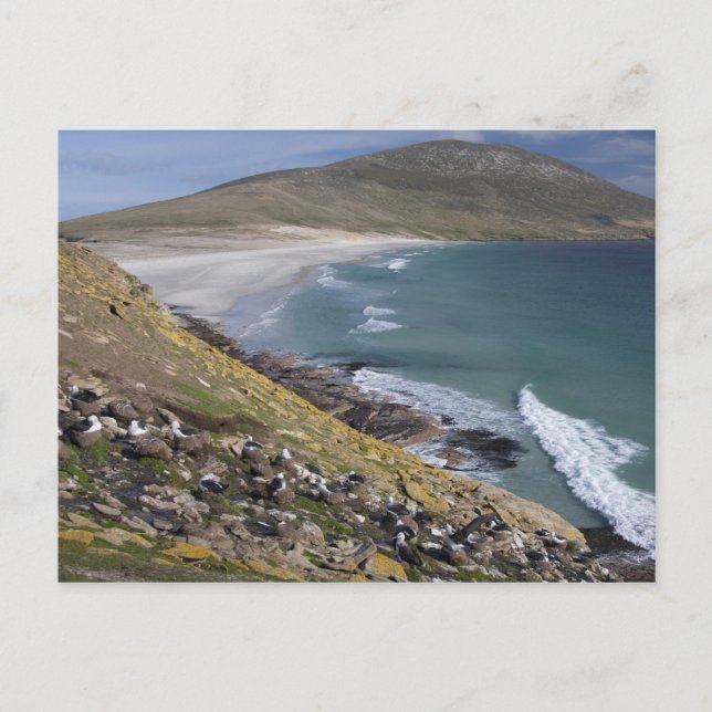 Falkland Islands, West Falkland, Saunders Postcard (Front)