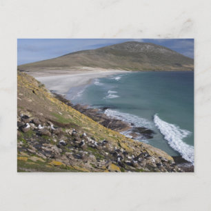 Falkland Islands, West Falkland, Saunders Postcard