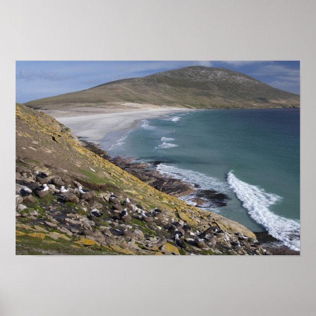 Falkland Islands, West Falkland, Saunders Poster (Front)
