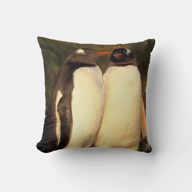 Falklands Islands. Gentoo Penguins.  (Pyroscelis Cushion (Front)