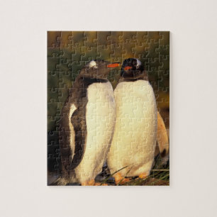 Falklands Islands. Gentoo Penguins. (Pyroscelis Jigsaw Puzzle