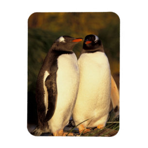 Falklands Islands. Gentoo Penguins.  (Pyroscelis Magnet