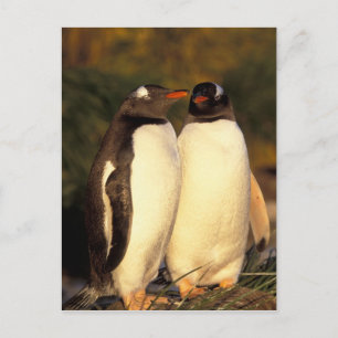Falklands Islands. Gentoo Penguins.  (Pyroscelis Postcard