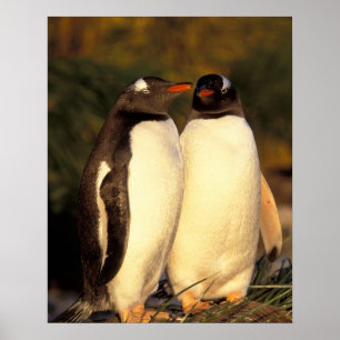 Falklands Islands. Gentoo Penguins.  (Pyroscelis Poster