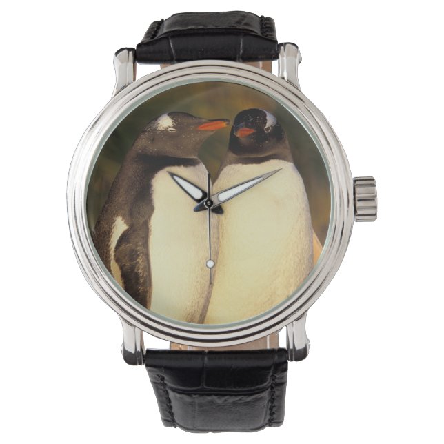 Falklands Islands. Gentoo Penguins.  (Pyroscelis Watch (Front)