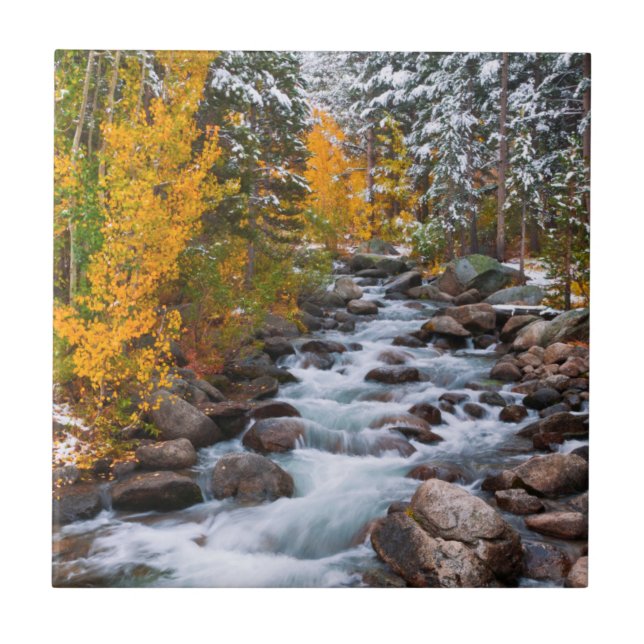 Fall along Bishop creek, California Tile (Front)
