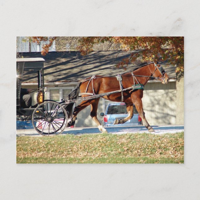 Fall Amish Horse Postcard (Front)