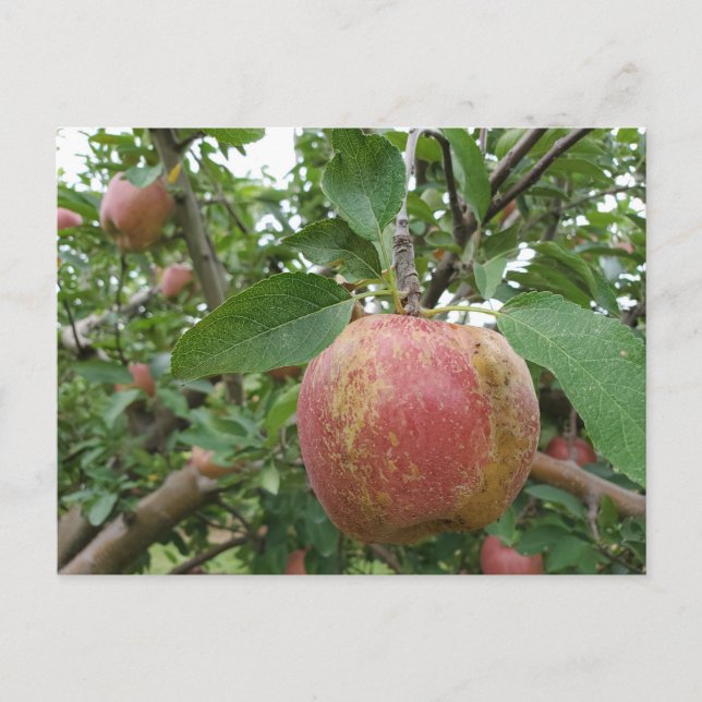 Fall Apple orchard Postcard (Front)