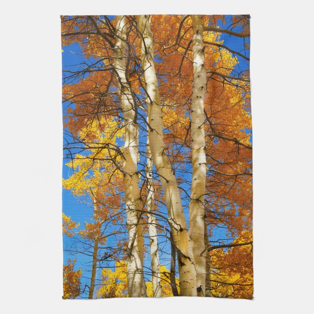 Fall Aspen Colour Nature Photograph © Sandy Long Tea Towel (Vertical)