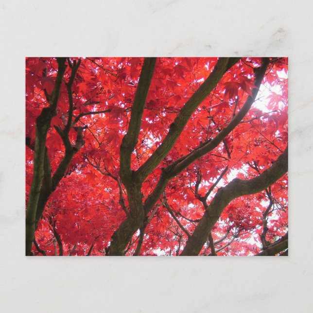 Fall, autumn, leaves postcard (Front)