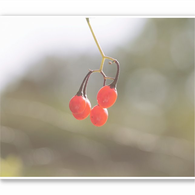 Fall Berries. (Front)