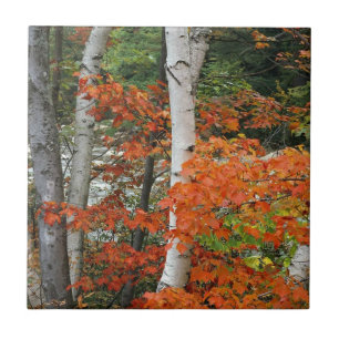 fall birch trees tile