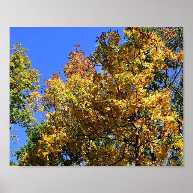 Fall Canopy, Massanutten Poster (Front)