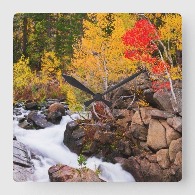 Fall color along Bishop Creek, CA Square Wall Clock (Front)