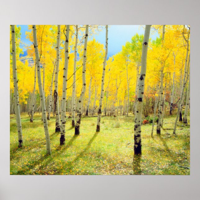 Fall colors of Aspen trees 4 Poster (Front)