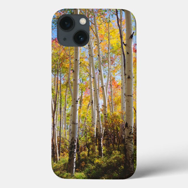 Fall colors of Aspen trees 5 Case-Mate iPhone Case (Back)
