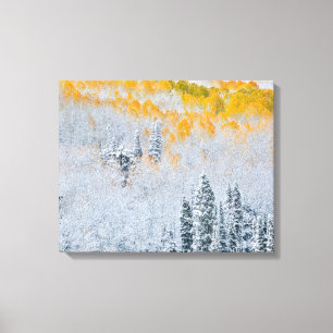 Fall Colors of Aspens   Rocky Mountains, Colorado Canvas Print