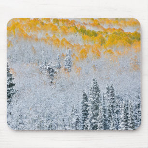 Fall Colors of Aspens   Rocky Mountains, Colorado Mouse Mat