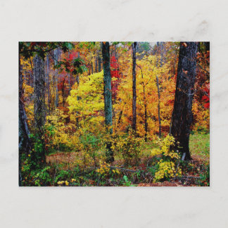 FALL COLORS POSTCARD