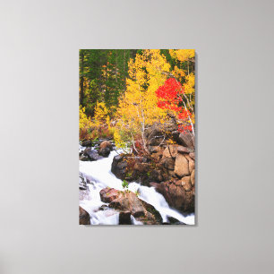 Fall colour along Bishop Creek, CA Canvas Print
