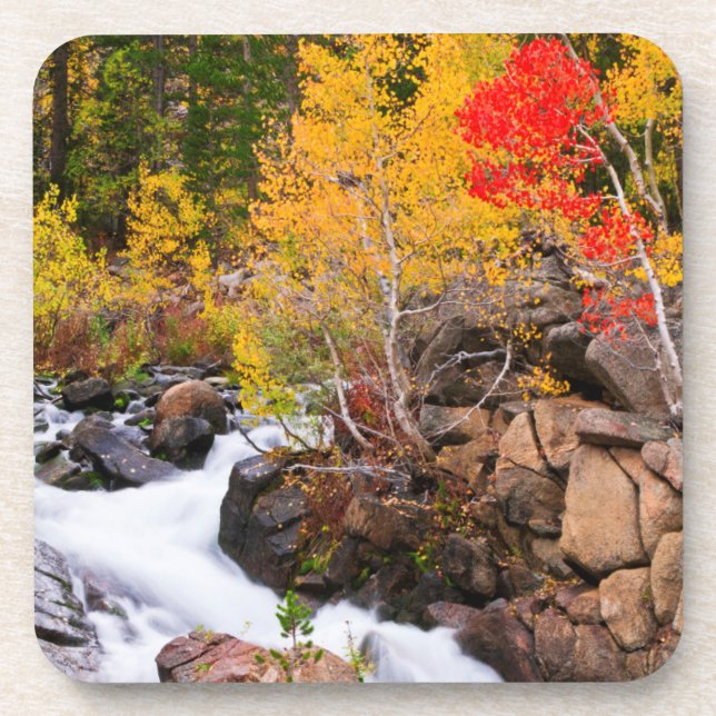 Fall colour along Bishop Creek, CA Coaster (Front)