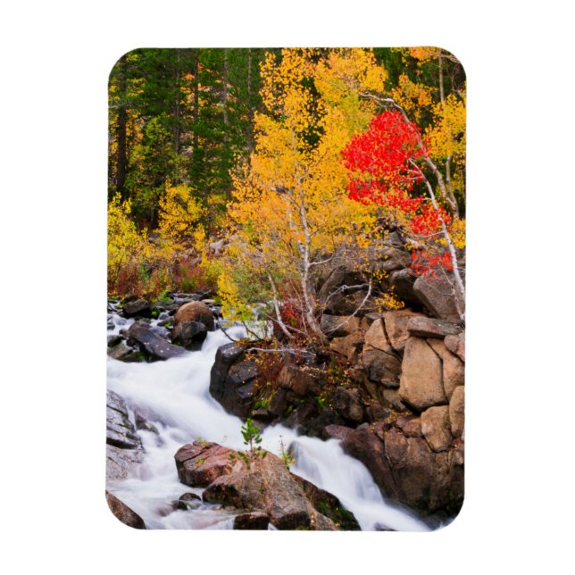 Fall colour along Bishop Creek, CA Magnet (Vertical)