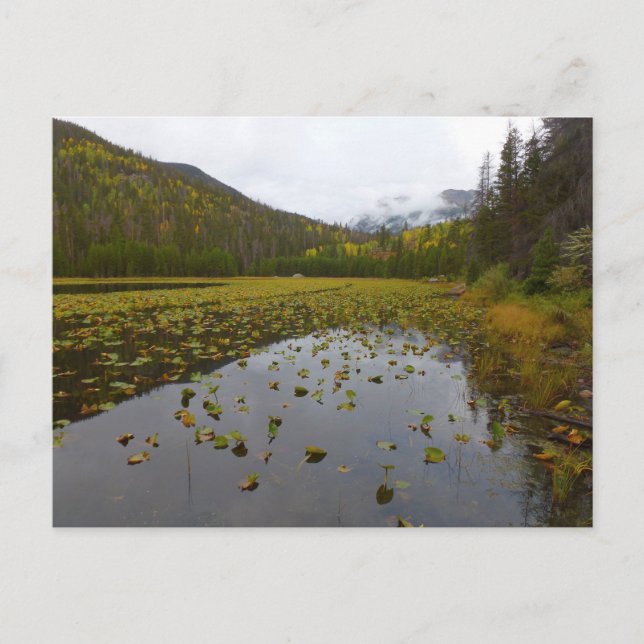 Fall Colour at Cub Lake Postcard (Front)