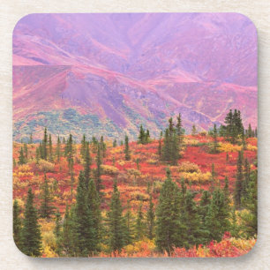Fall colour in Denali National Park Coaster