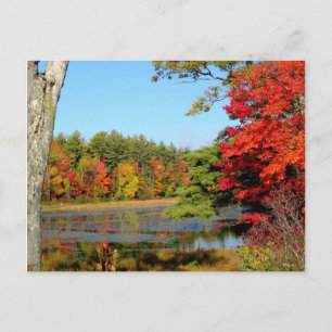 Fall Colour In New England Postcard