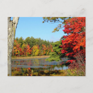 Fall Colour In New England Postcard