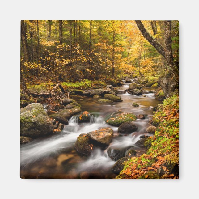 Fall Colour Jefferson Brook | White Mountains Magnet (Front)