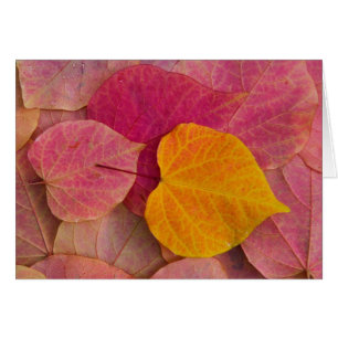 Fall colour on Forest Pansy Redbud fallen