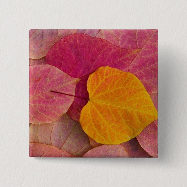 Fall colour on Forest Pansy Redbud fallen 15 Cm Square Badge (Front)