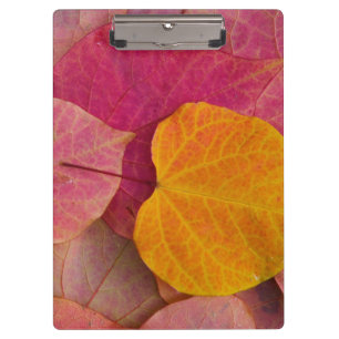 Fall colour on Forest Pansy Redbud fallen Clipboard