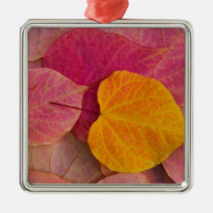 Fall colour on Forest Pansy Redbud fallen Metal Tree Decoration