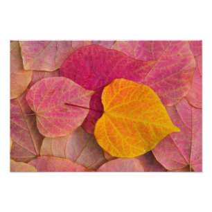 Fall colour on Forest Pansy Redbud fallen Photo Print