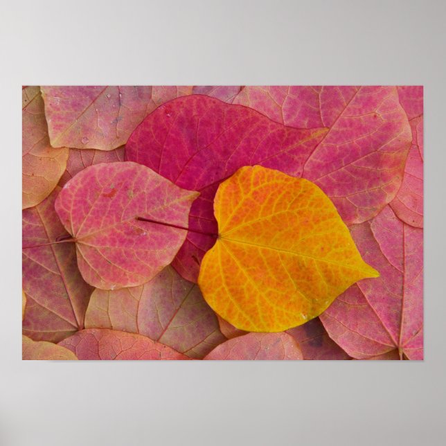 Fall colour on Forest Pansy Redbud fallen Poster (Front)