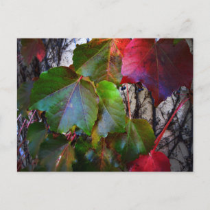 Fall Colour Postcard
